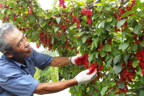 Men can increase their physical strength by eating Schisandra chinensis
