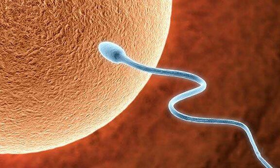 The biological function of precursors