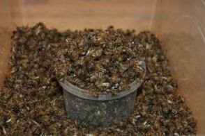 Bees dig up to increase their effectiveness